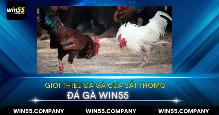 Đá Gà Cựa Sắt: Trò Chơi Trực Tuyến Vạn Người Mê giới thiệu đá gà cựa sắt thomo