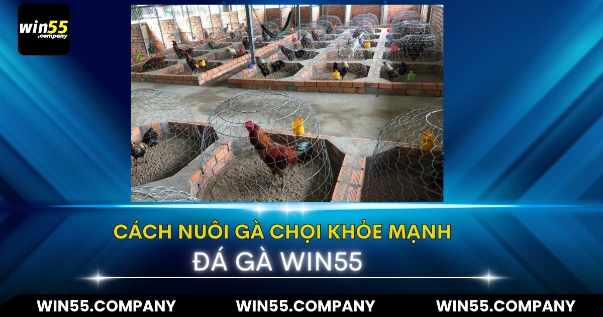 Hướng dẫn cách nuôi gà chọi khỏe mạnh để chiến hướng dẫn cách nuôi gà chọi khỏe mạnh