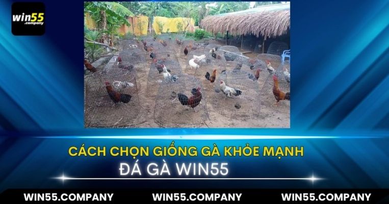 Hướng dẫn cách nuôi gà chọi khỏe mạnh để chiến hướng dẫn cách nuôi gà chọi khỏe mạnh