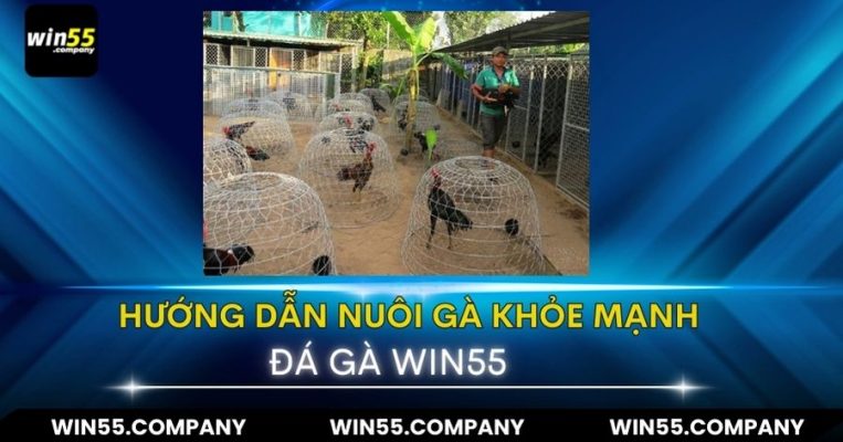 Hướng dẫn cách nuôi gà chọi khỏe mạnh để chiến hướng dẫn cách nuôi gà chọi khỏe mạnh