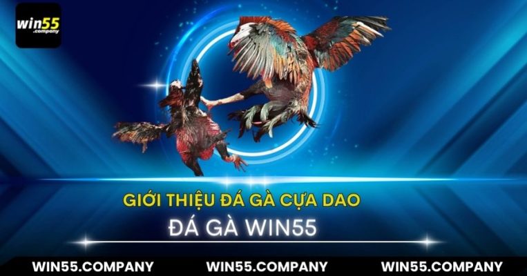 Đá Gà Cựa Dao - Ưu Điểm Và Cách Tham Gia hướng dẫn đá gà cựa dao