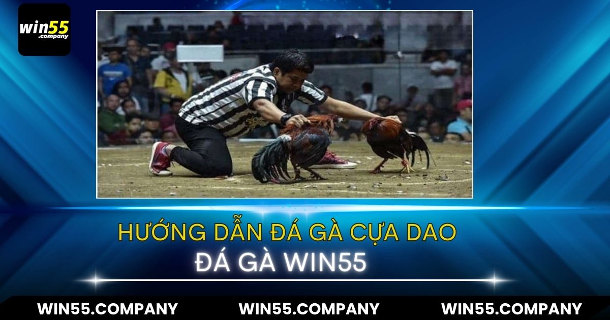 Đá Gà Cựa Dao - Ưu Điểm Và Cách Tham Gia hướng dẫn đá gà cựa dao